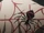 Big Spider