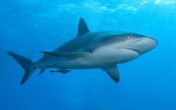 Caribbean Reef Shark