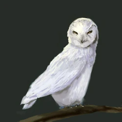 Owl Von Rothbart.jpg (52 KB)