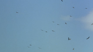 A flock of vultures circling around Abdullah carrying the corpse of Duma's mother.