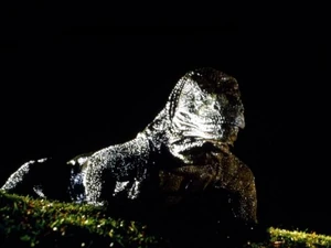 The Giant Komodo Dragon