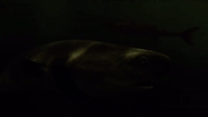 The Cookiecutter Sharks eating the severed Cat Fish heads.