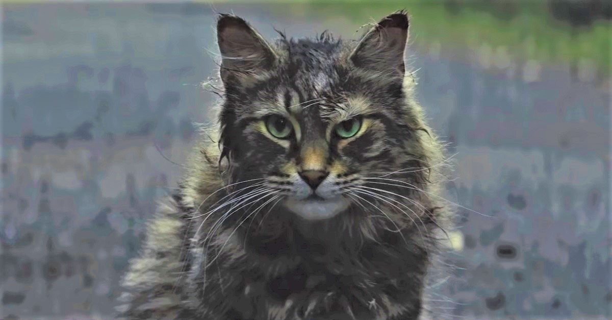 pet sematary cat