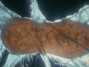 Manmaruba in his cocoon.