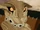 Deadwood (The Dragon Prince)