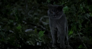 (Snowbell: He's not just a mouse. He's...family.) "Oh, yeah! Hahah! I can see the resemblance!"