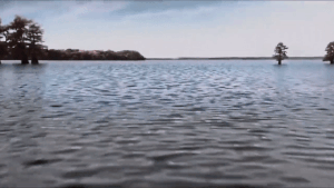 The Great White Shark popping out of the water and attacking the camera in the end of the film.