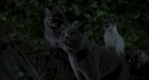 Smokey and his minions see Stuart hugging Snowbell's leg.