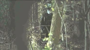 Persephone watching Liv in the woods.