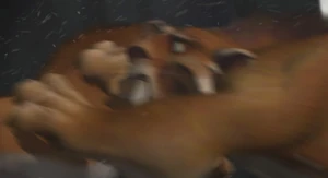 Soto hurts Diego with his claws.