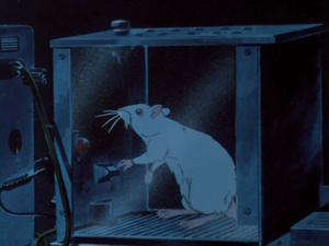 A rat being experimented in a skinner box.