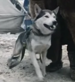 Spitz Gallery Villains Wiki Fandom