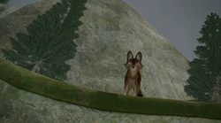 Widco’s first appearance