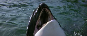 Orca roaring in sandness,