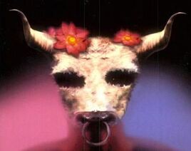 Rosemadderbull