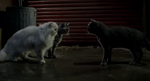 "A cat can't have a rodent for a master. I mean, what's this world coming to? It's against the laws of nature!"