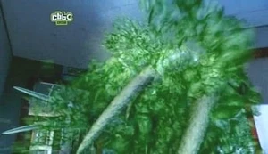 Glune's death by vinegar.