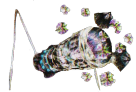 Bailadose