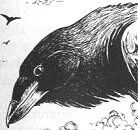 Ironbeak.jpg