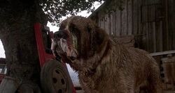 the stephen king thriller cujo features a killer canine of which dog breed