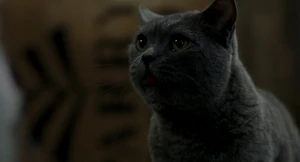 "Word of this gets out, it'll be bad for cats all over."