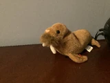 Professor Walrus (SAU)