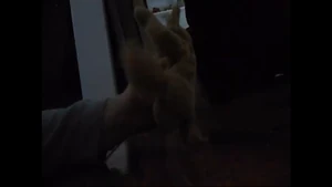 Spunky flinging Pinky into the air with her feet.