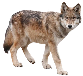 Coyote-PNG-Clipart