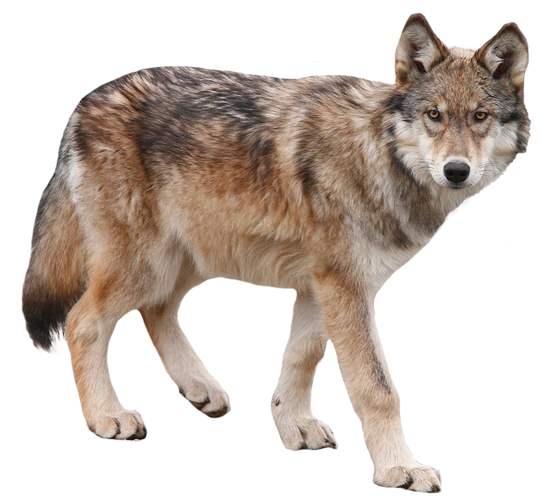 Coyote (The Enchanted Forest) Villains Fanon Wiki Fandom