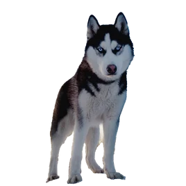 Full-Grown-Husky-PNG-Download-Image
