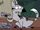 Boulder (Warrior Cats Animated)