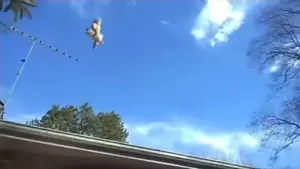 Spunky getting defeated by Gracie, who sent her flying to the roof, saving Stretch as usual.