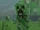 Creepers (Element Animation)