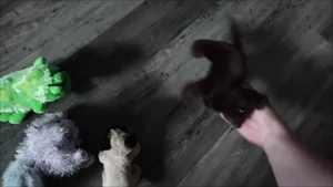 WHO CARES!!! Tress yelling at Stripes in frustration.