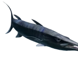 Fang
