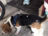 Toby Gonzales Chompy Dog