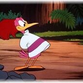 Aracuan bird