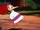 Aracuan Bird
