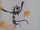 Black Pirate's Cat Friend