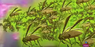 Locusts Egyxos