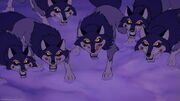 Black Forest Wolves