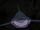 Glut