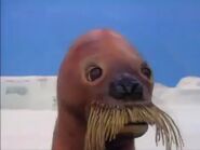 Giant Walrus