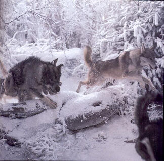 Jadis' Wolves.jpg