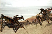 The Arachnids