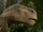 Aladar