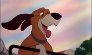 Copper (Young hunting dog of Slade, reformed after his life was saved by Tod when attacked by Zira, went to live on Patch of Heaven ranch with Slade and Chief after war)