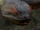Anacondas