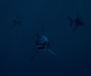MakoSharks.png