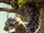 Kaa (2016)